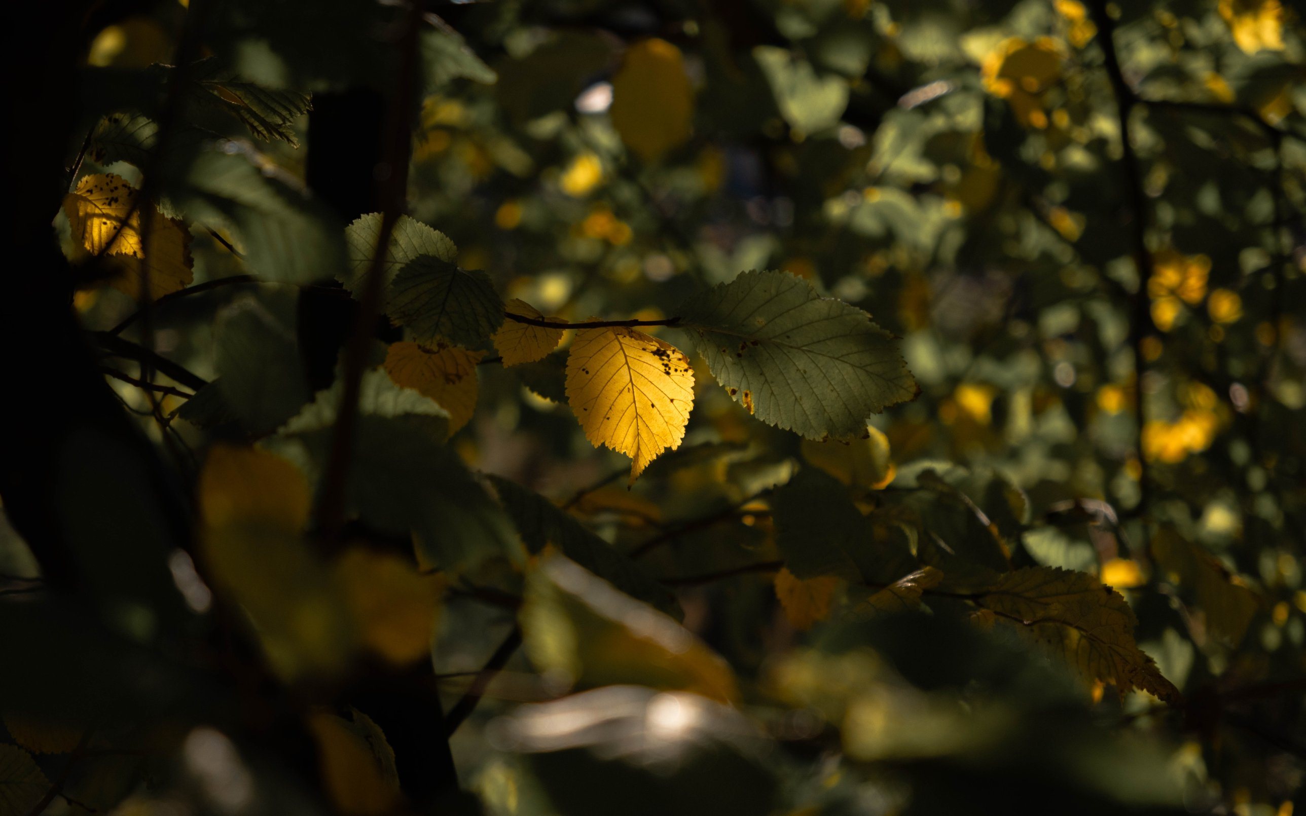 A yellow leaf lit from behind among green leaves in shade.