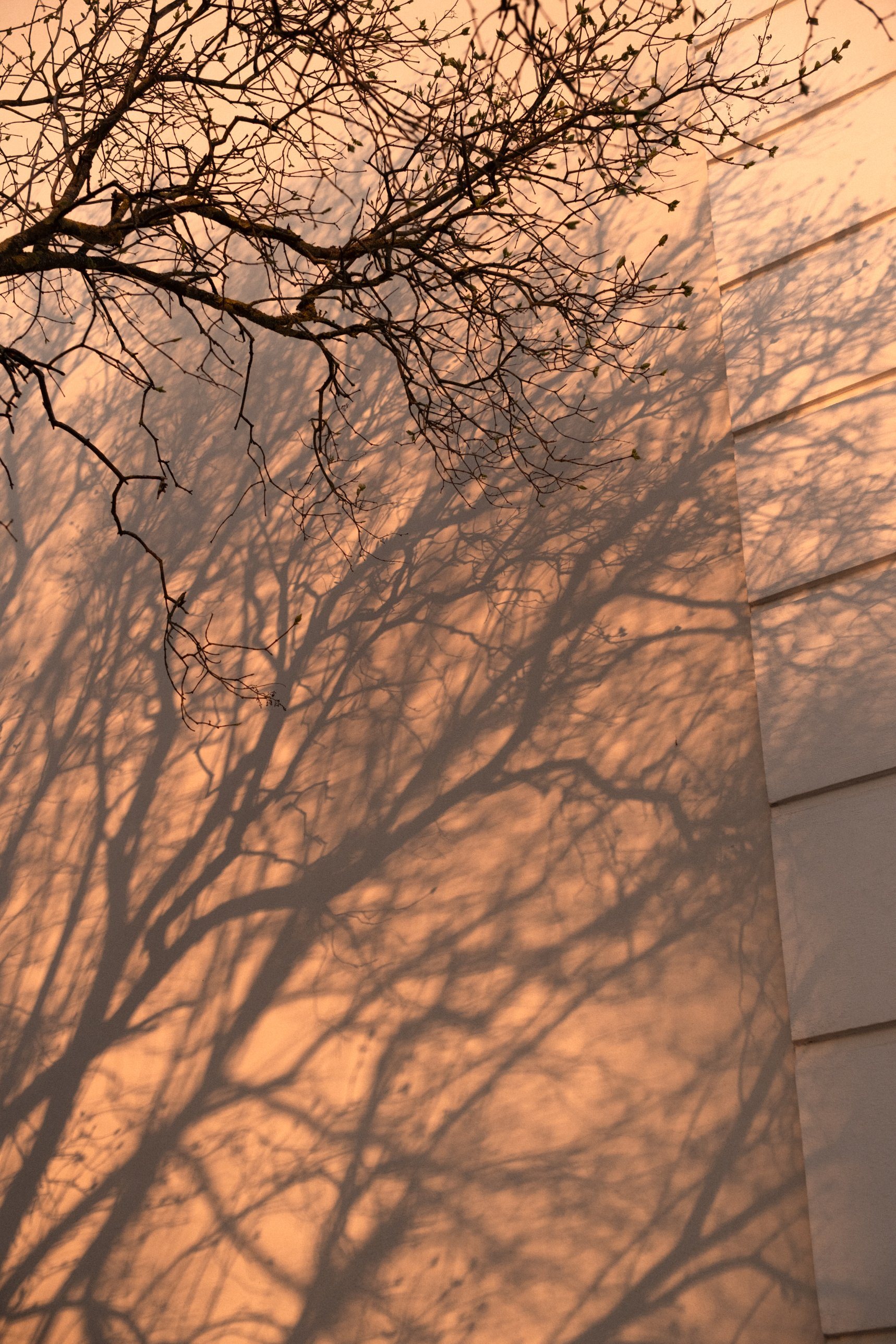 The shadow of a bare tree on a wall in low sun.