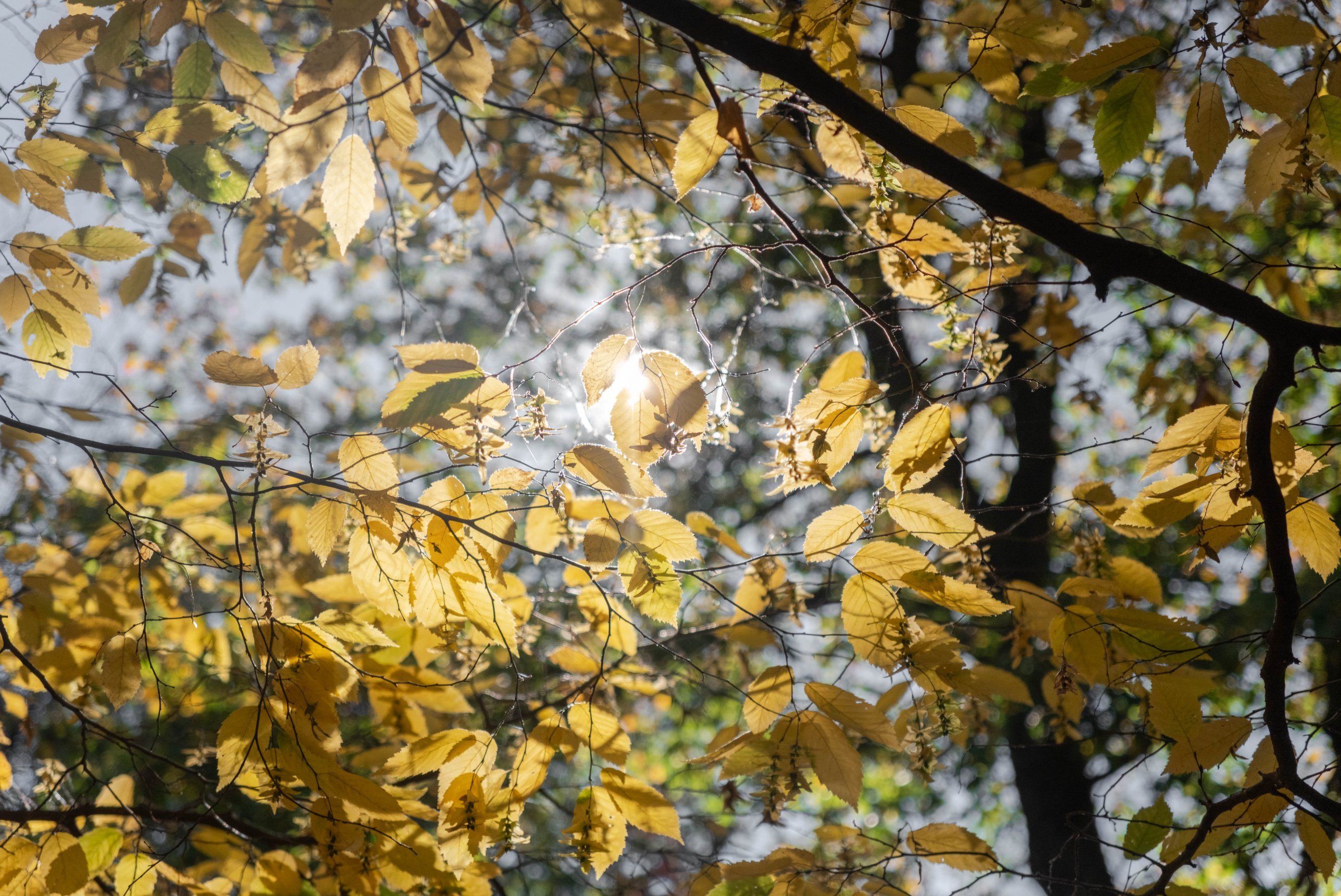 Yellow leaves seen from below, with the sun behind them.