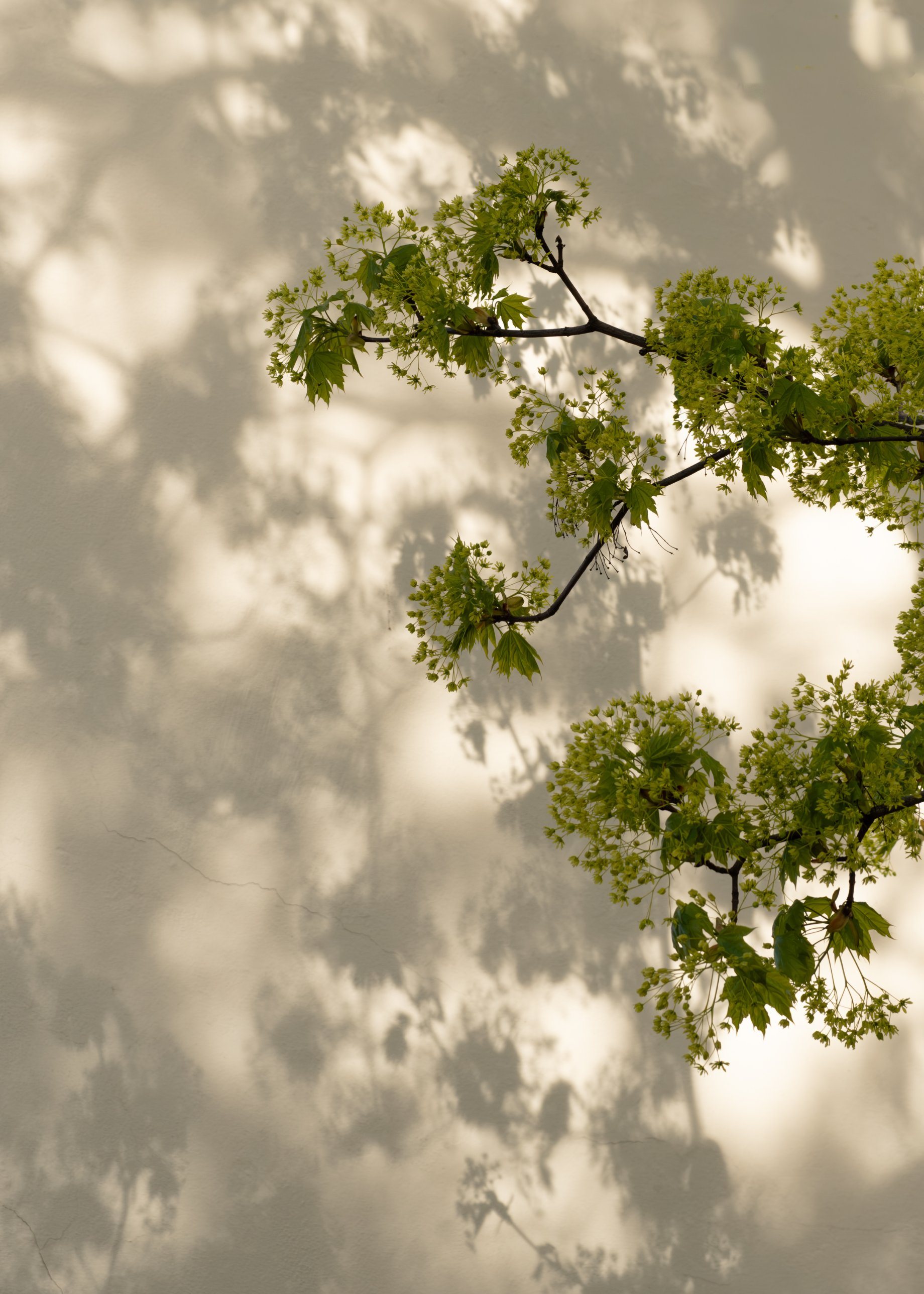 A maple branch in flower in front of a plastered wall, with its shadow.