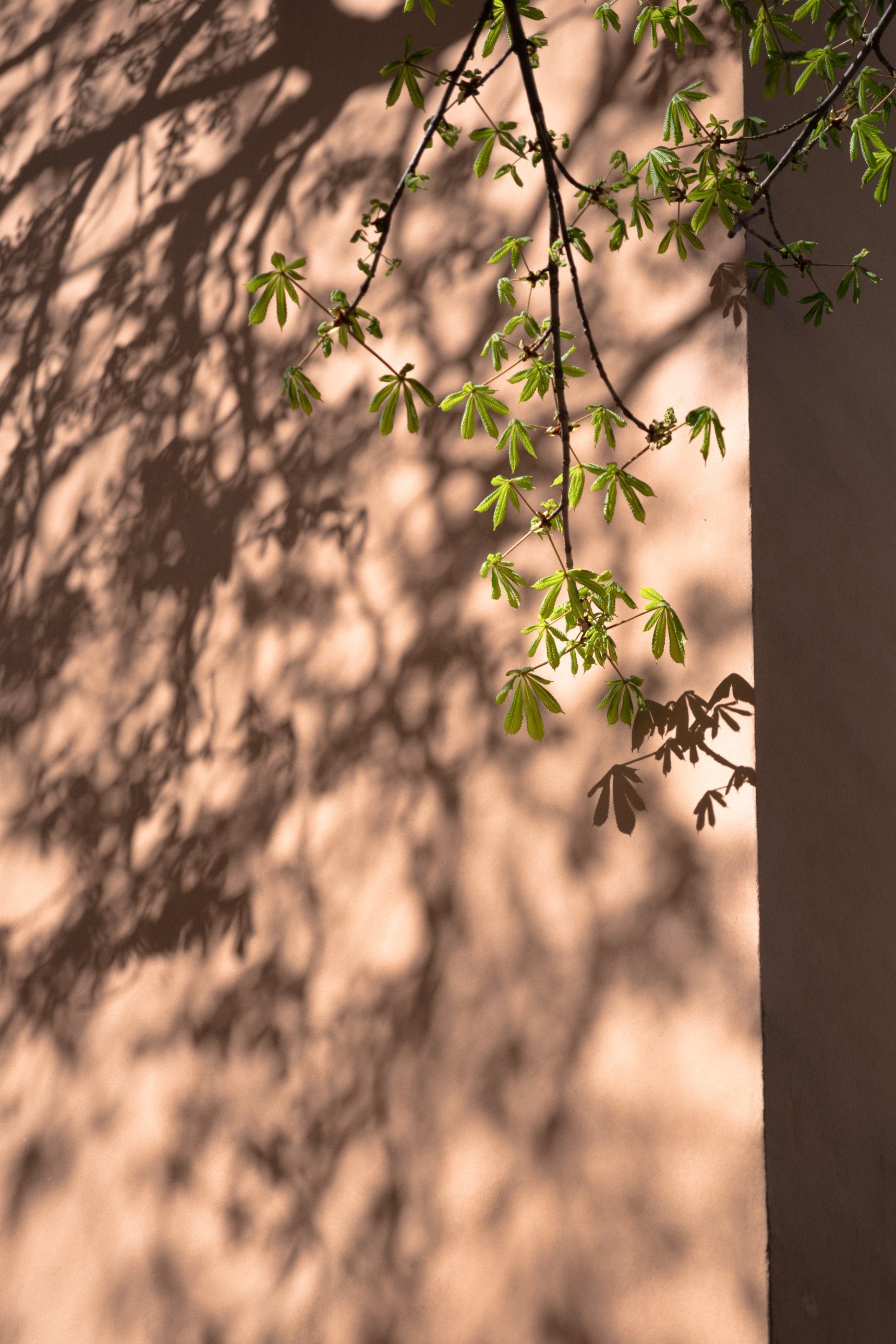 New horse chestnut leaves and their shadow on a pink plastered wall.
